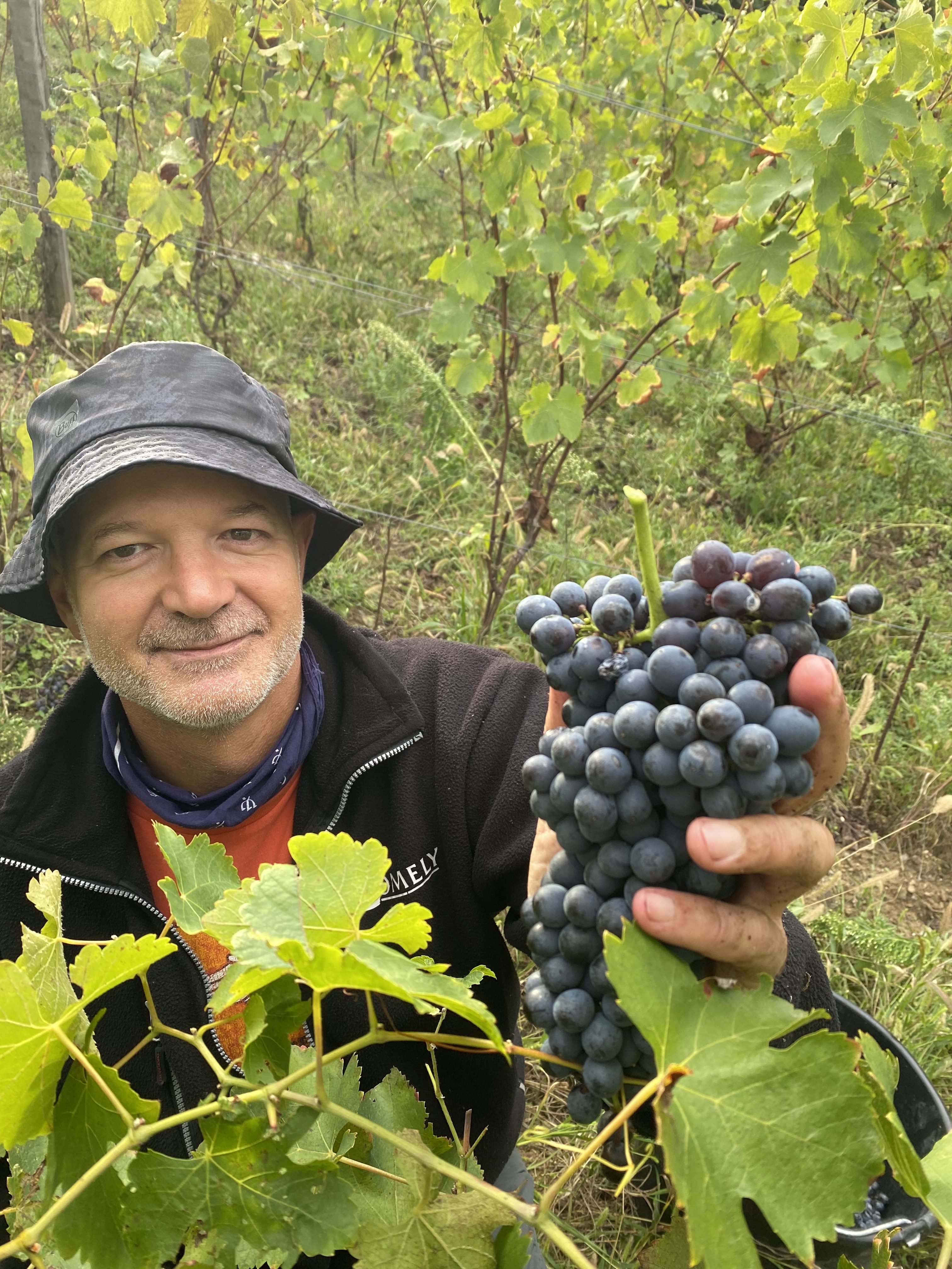 Homme dans un vignoble tenant une grappe de raisins, entouré de vignes luxuriantes.
